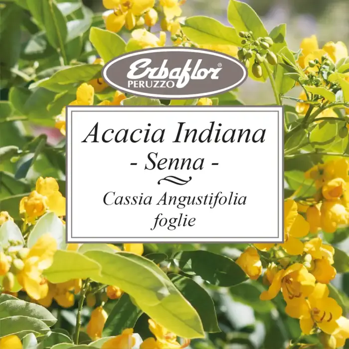 Acacia-Indiana-foglie-taglio-tisana